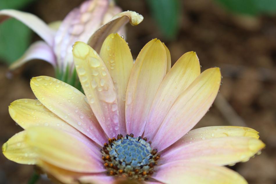 Flower Plant Nature