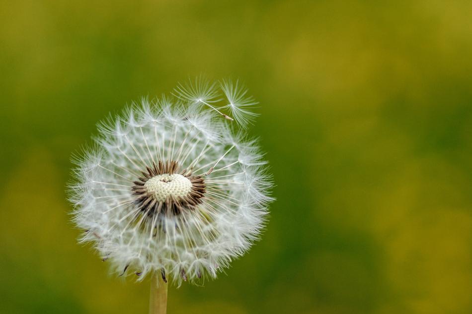 Dandelion Nature Plant