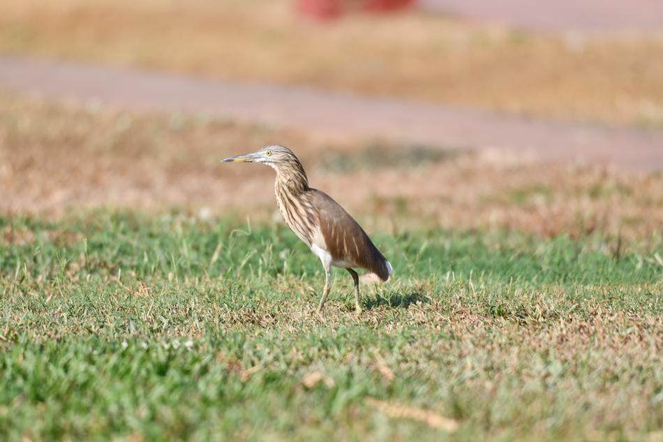 a bird enjoying the sun