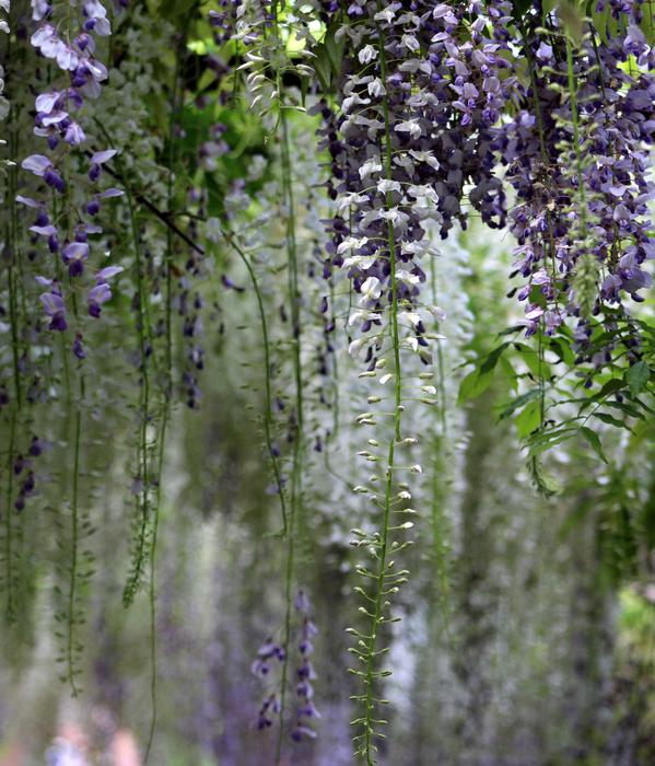 Flora Flower Nature
