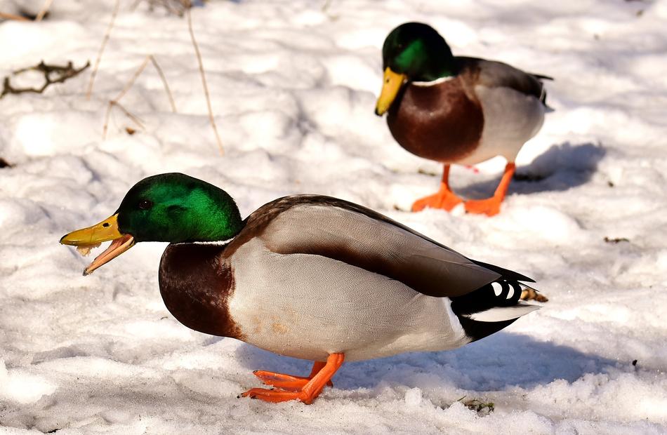 funny colored ducks in the snow