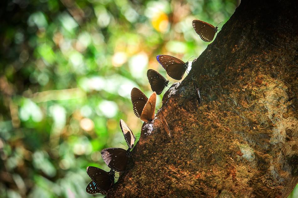 Butterfly Pa Animals The