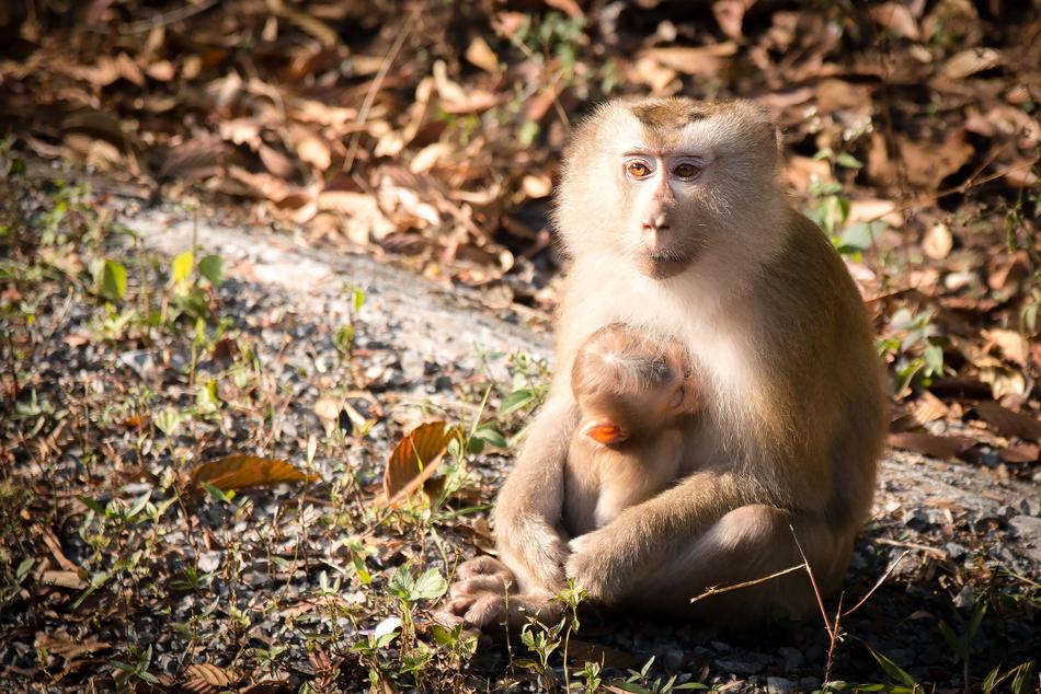 Forest Monkeys view