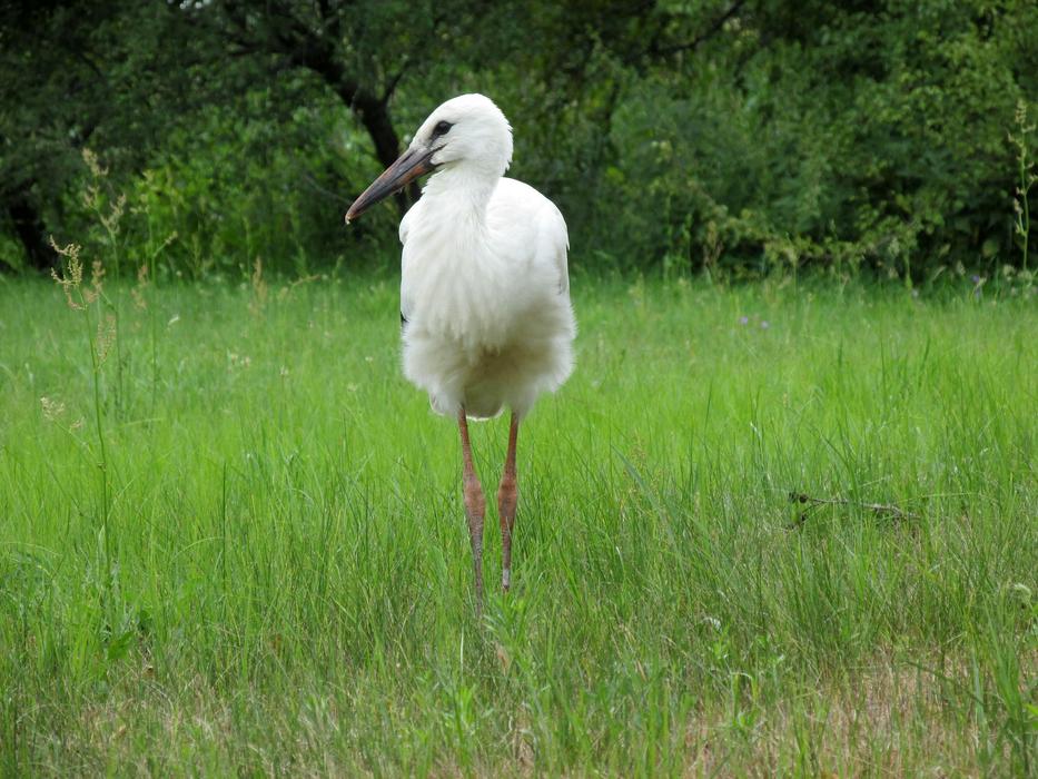 Stork Nature Bird Living