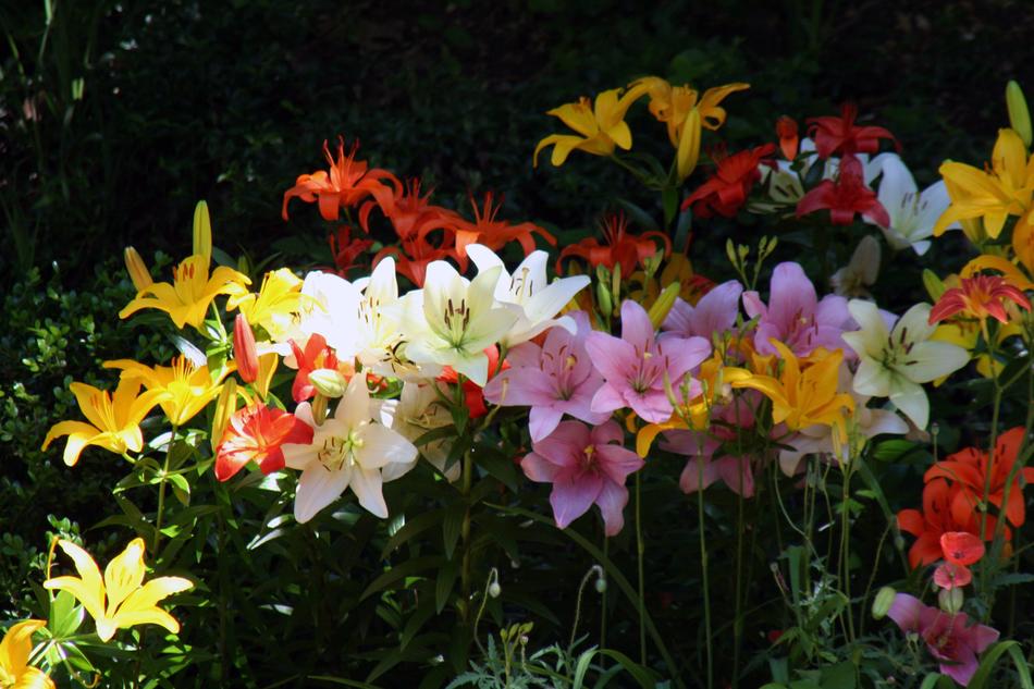 Summer Flowers Nature