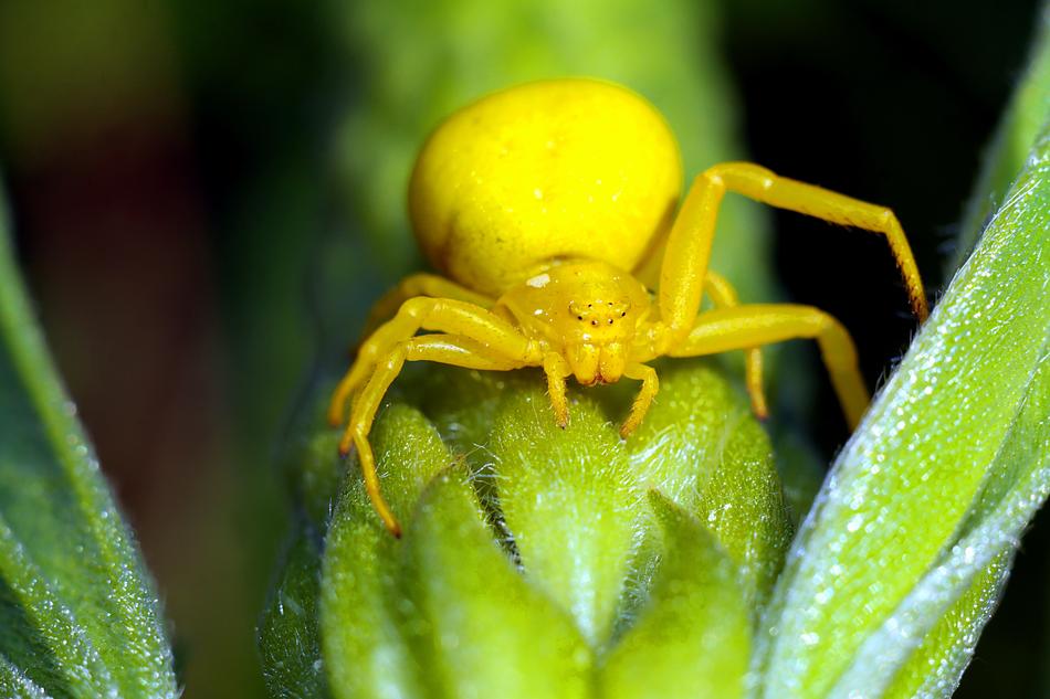 Spider Flowerbed Insect free image download