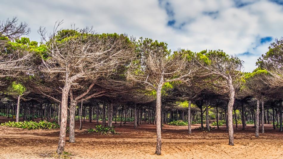 Tree Nature Wood