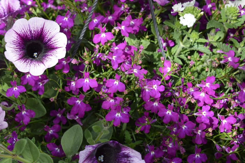 Purple Flower Flowers