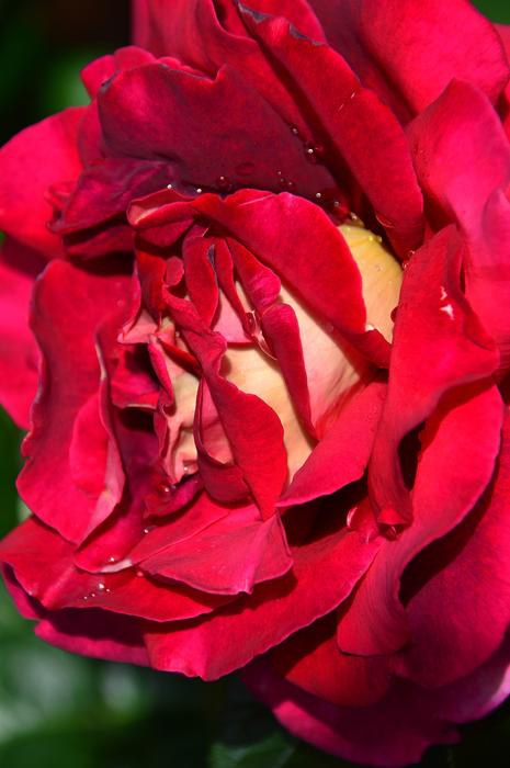Red Rose