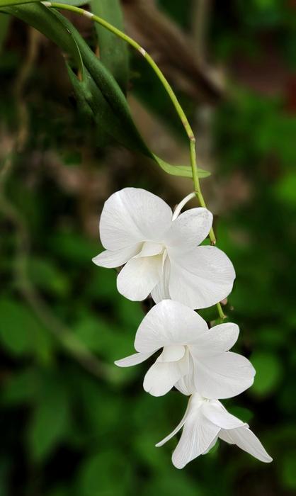 white flowers on a branch on a green background