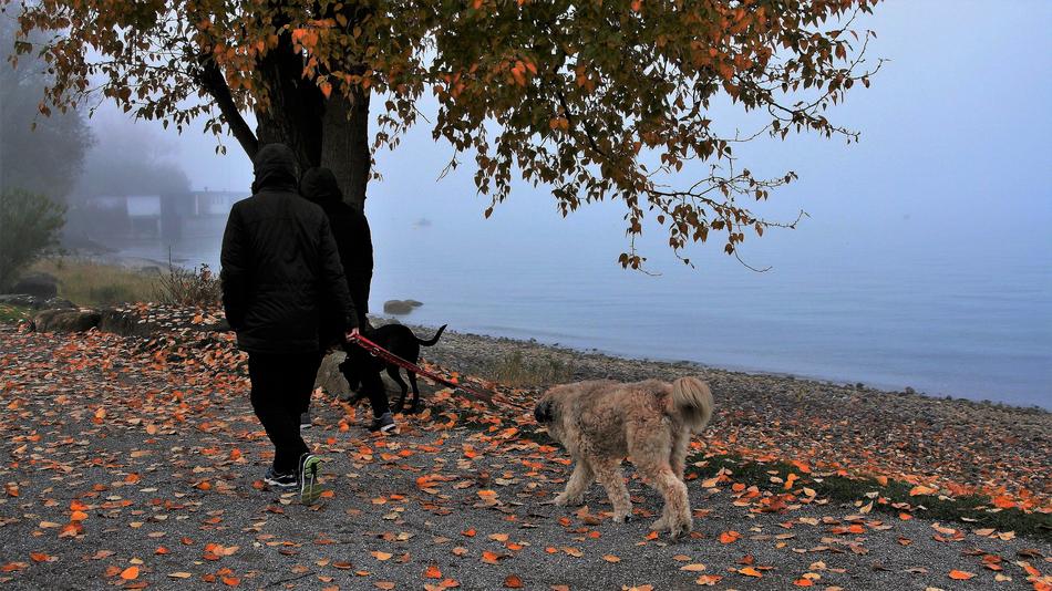man walking his dogs in the park