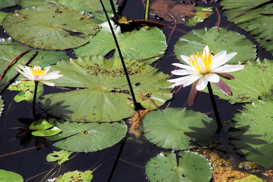 lake flower with leaves
