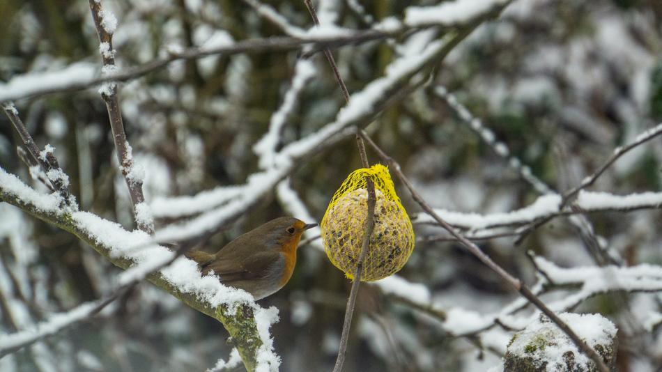 Nature Tree Winter