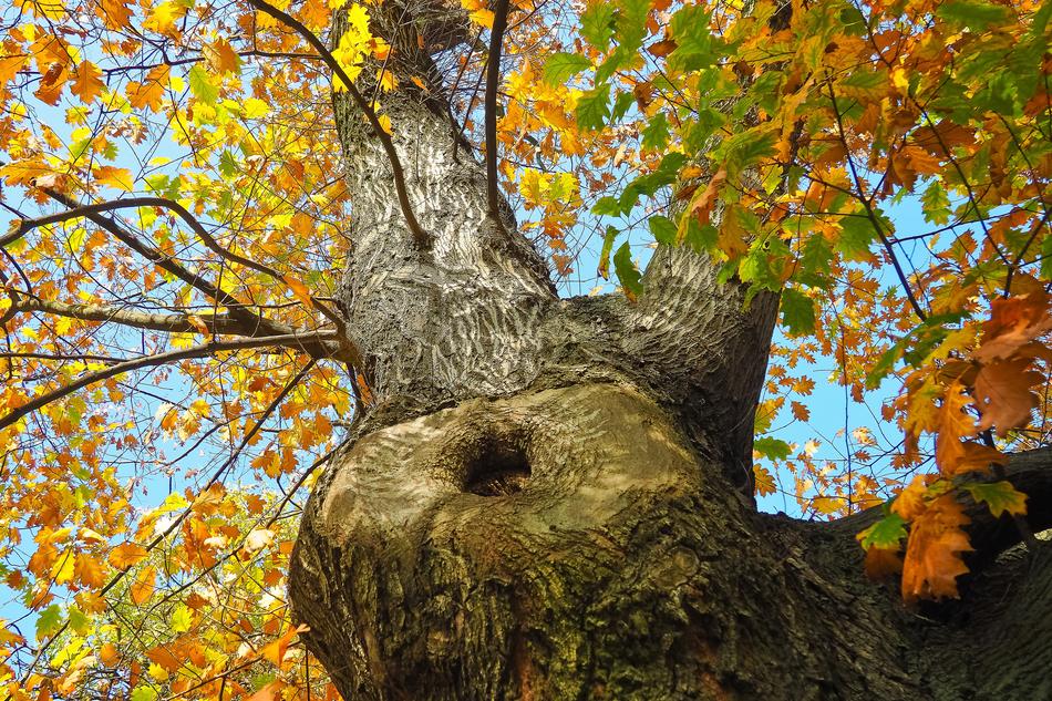 Tree Crown Nature