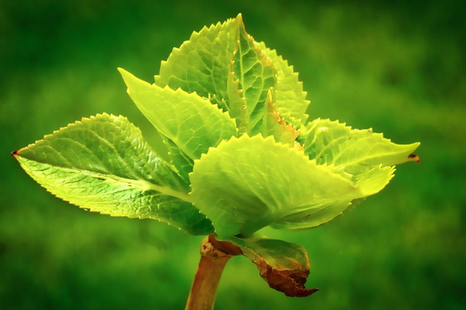 Leaf Nature Plant
