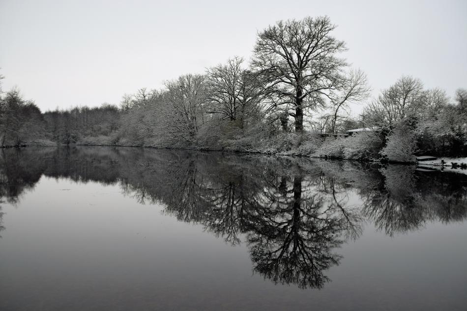 Reflection Tree Landscape