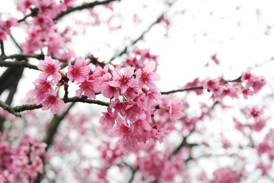 Cherry Wood Branch Flower