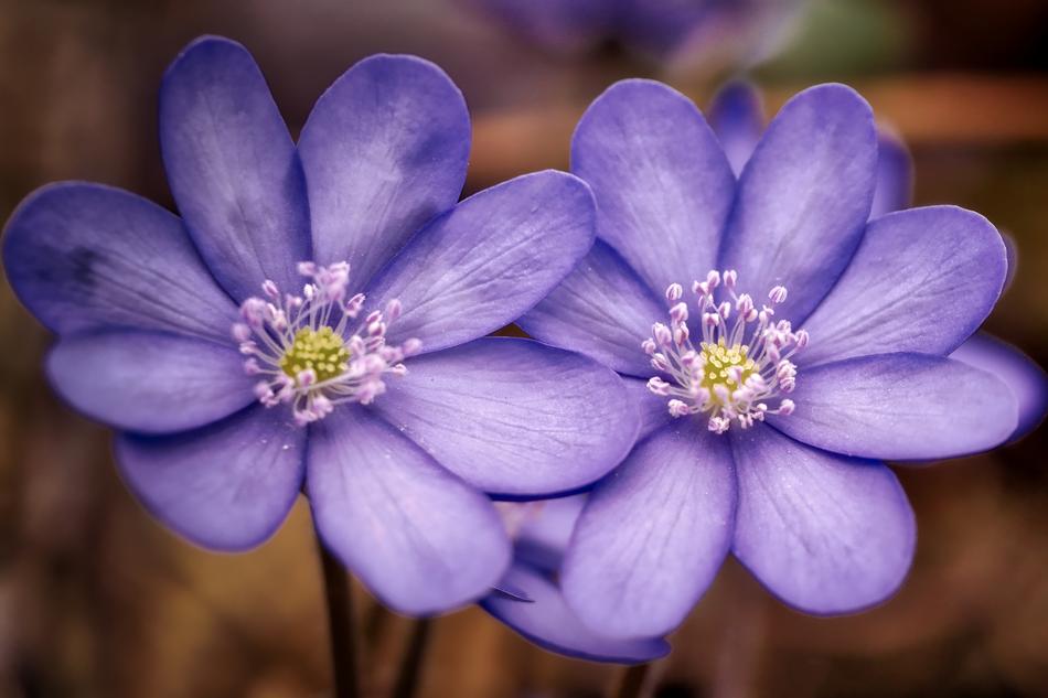 Flower Nature Plant