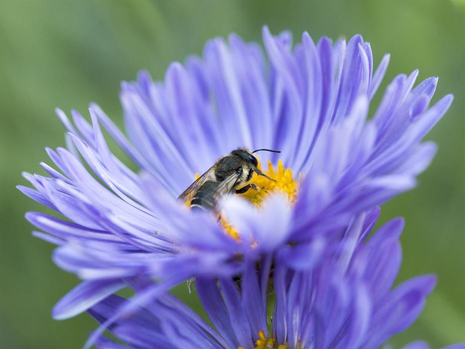 Macro Nature Flower