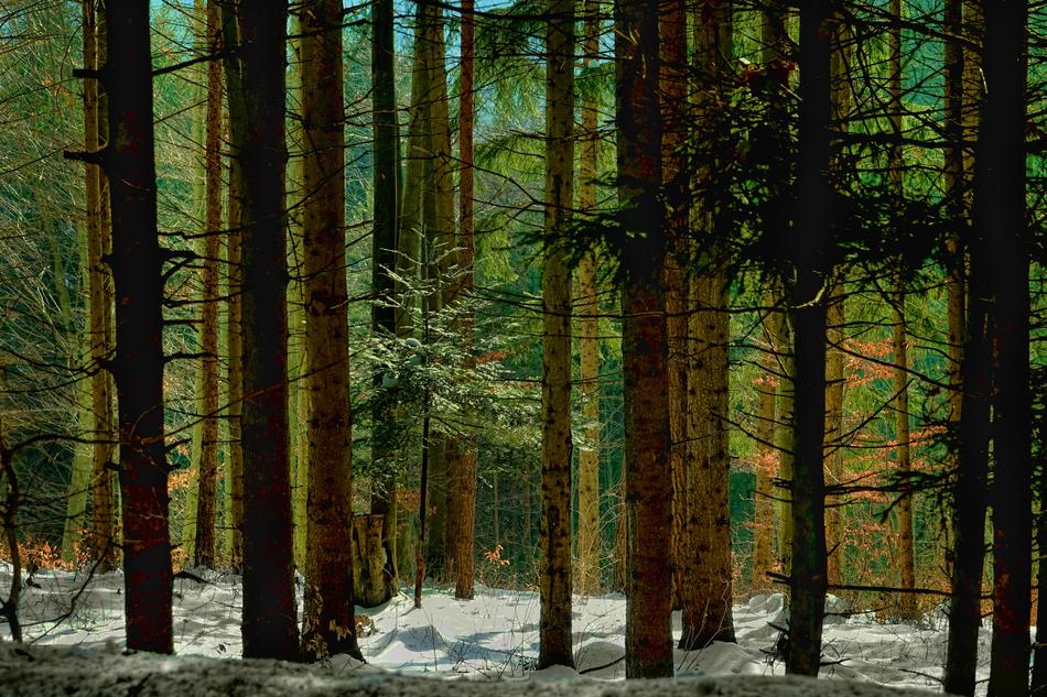 Forest Wood Tree