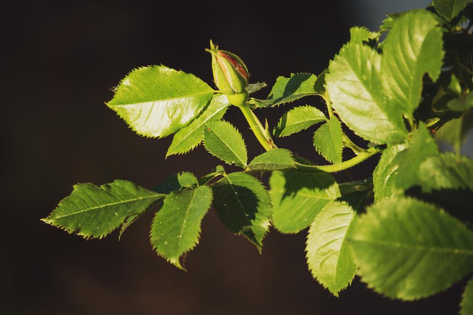 leaves on a branch macro