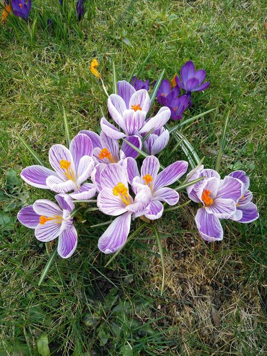 Flower Nature Plant