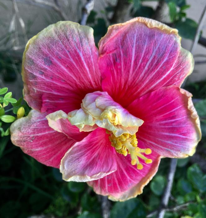 Ibisco Petals Pink Garden