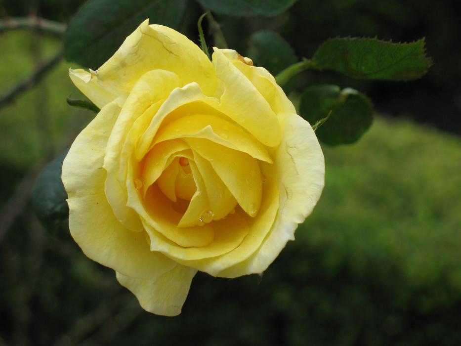 Flower Rose Petal