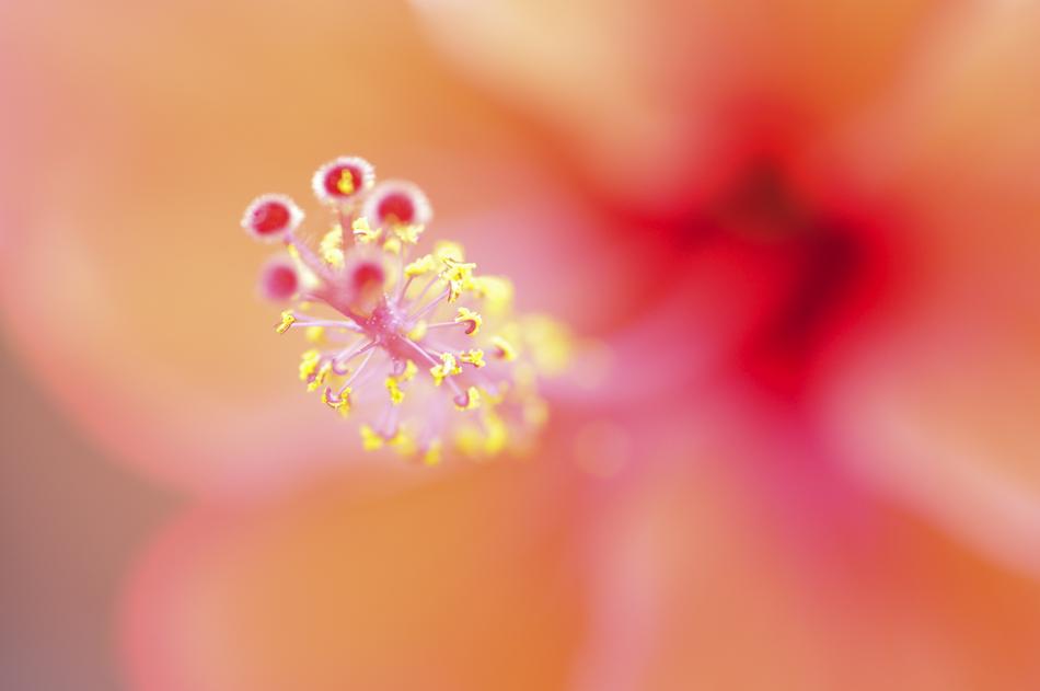 Flower Nature Summer