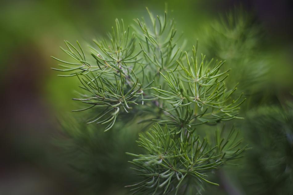 Leaves Flower Outdoors