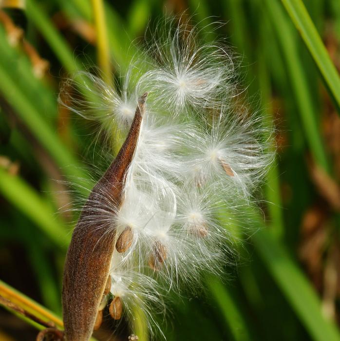 fluffy flower in the leaves