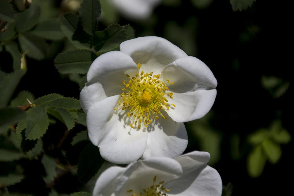 Flower Blossom Bloom