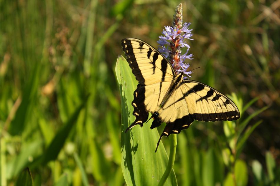 Butterfly Pollen