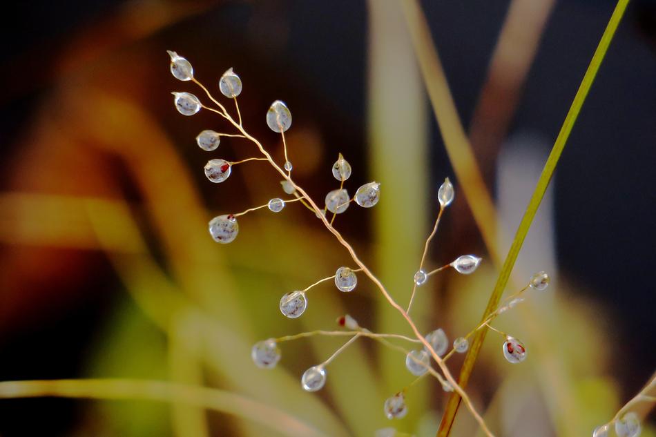 Pearl Plant Leaf