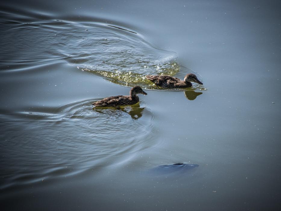 Water-Level Ducks view