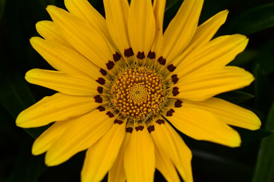 Nature Plant Flower