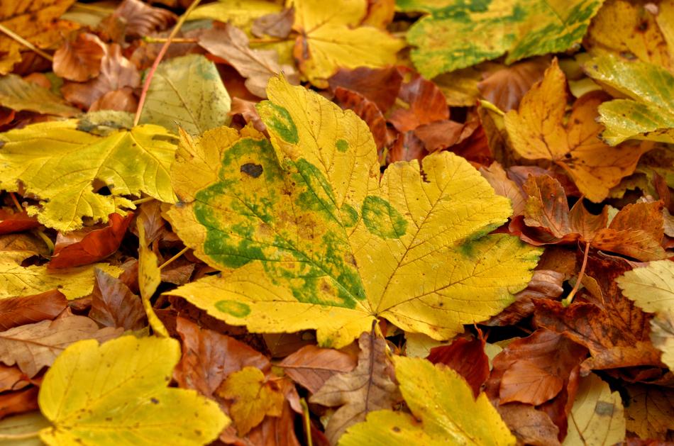 Autumn Leaf Season