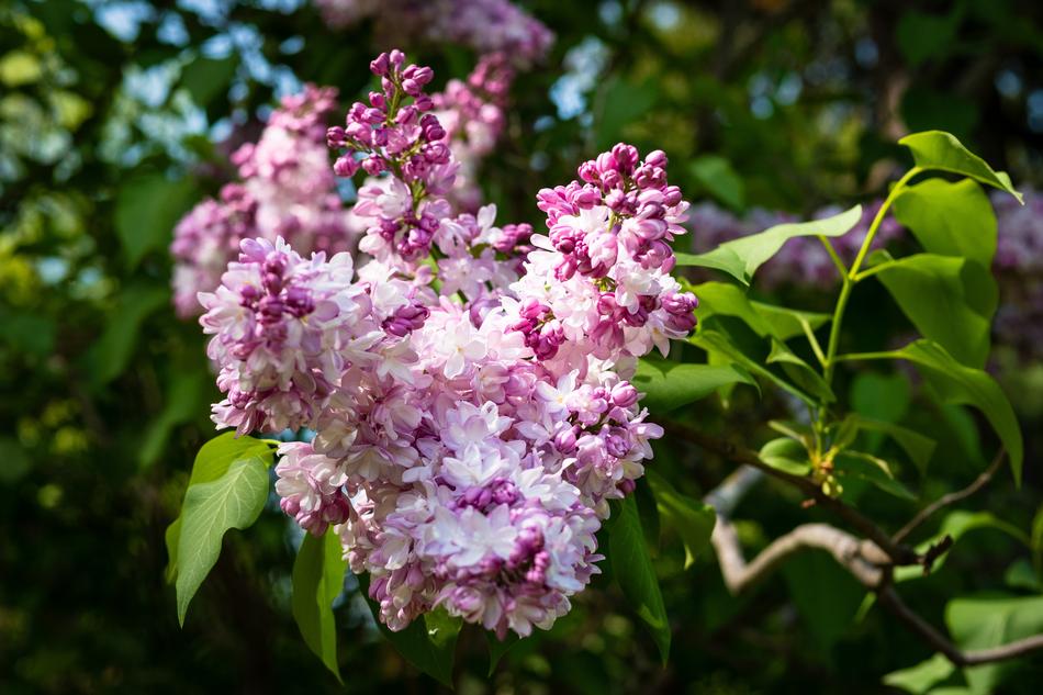 Lilac Pink Flower