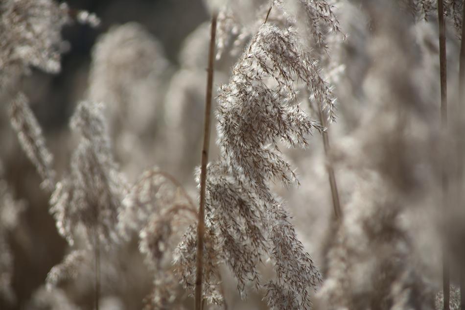 Frost Winter Snow