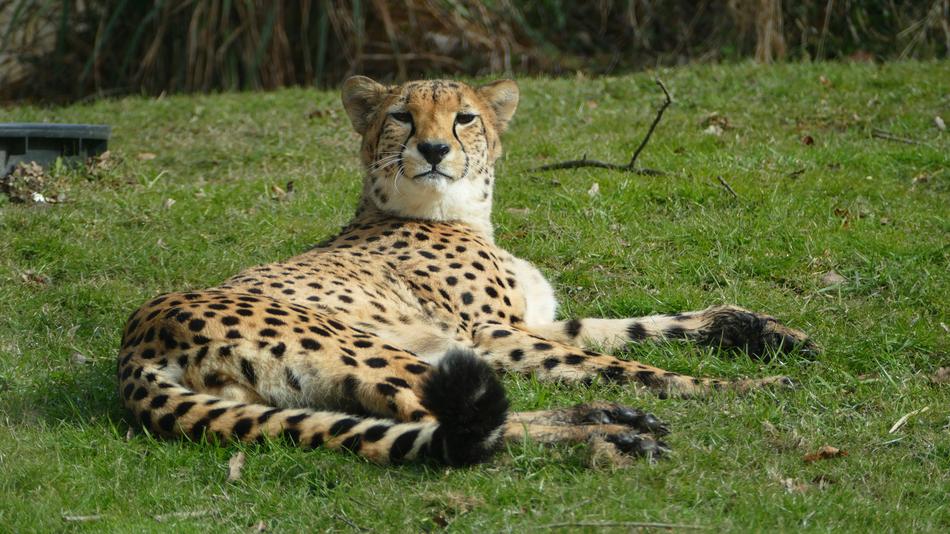 Wildlife Mammals Nature Animal
