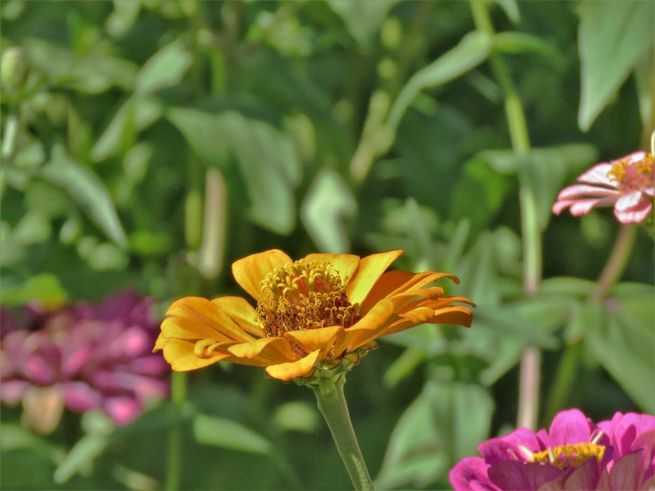 Flower Yellow