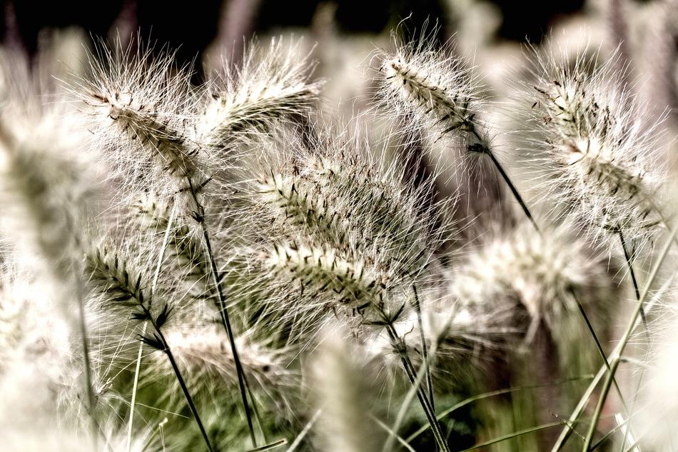 Nature Plant Growth