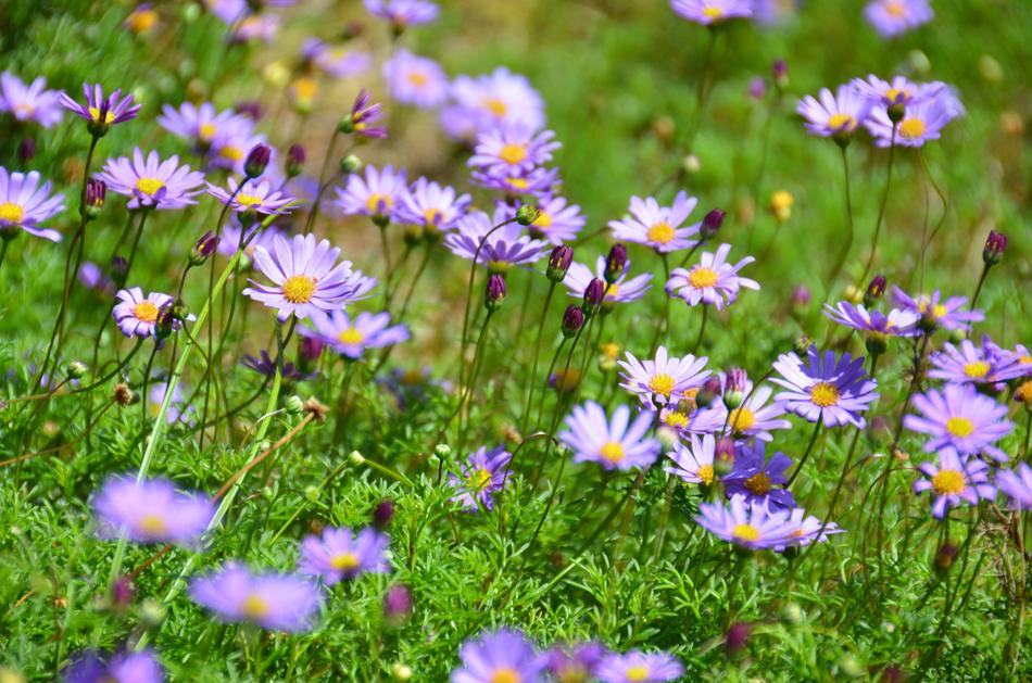 Flower Garden Nature