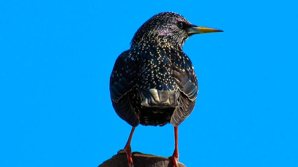 Birds Wildlife Nature