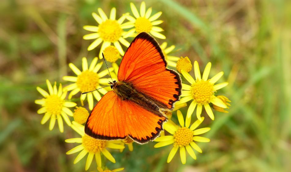 Nature Summer Insect