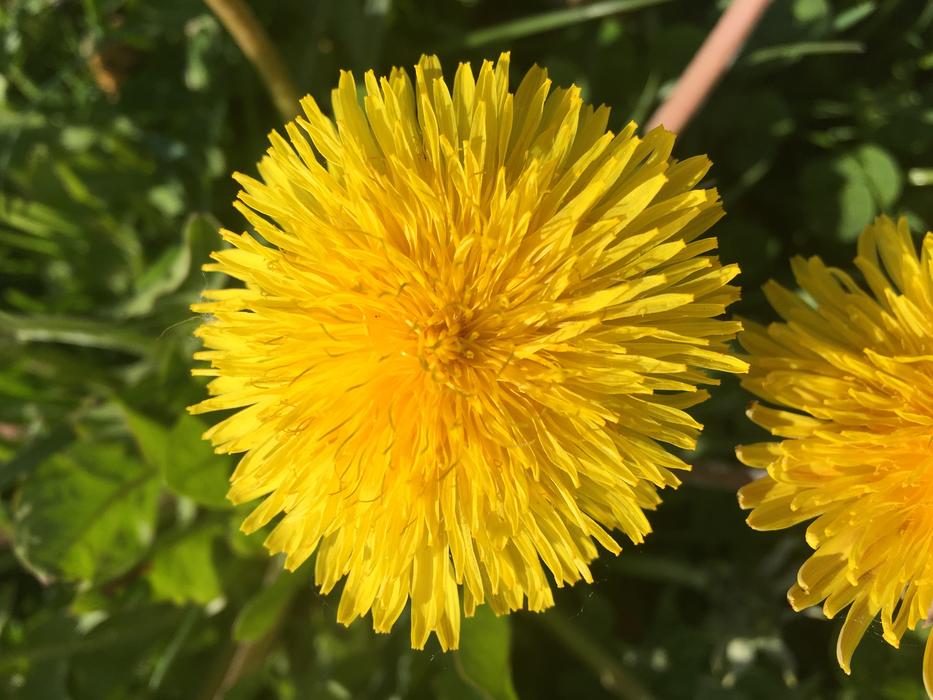 yellow flowers in the green grass are beautiful