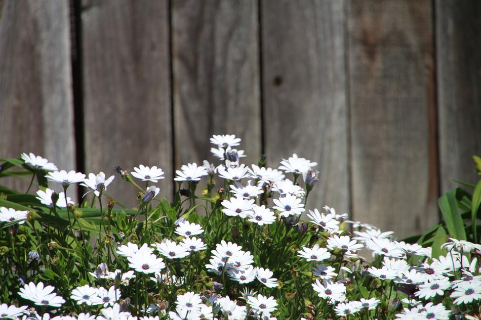 Flower Backyard