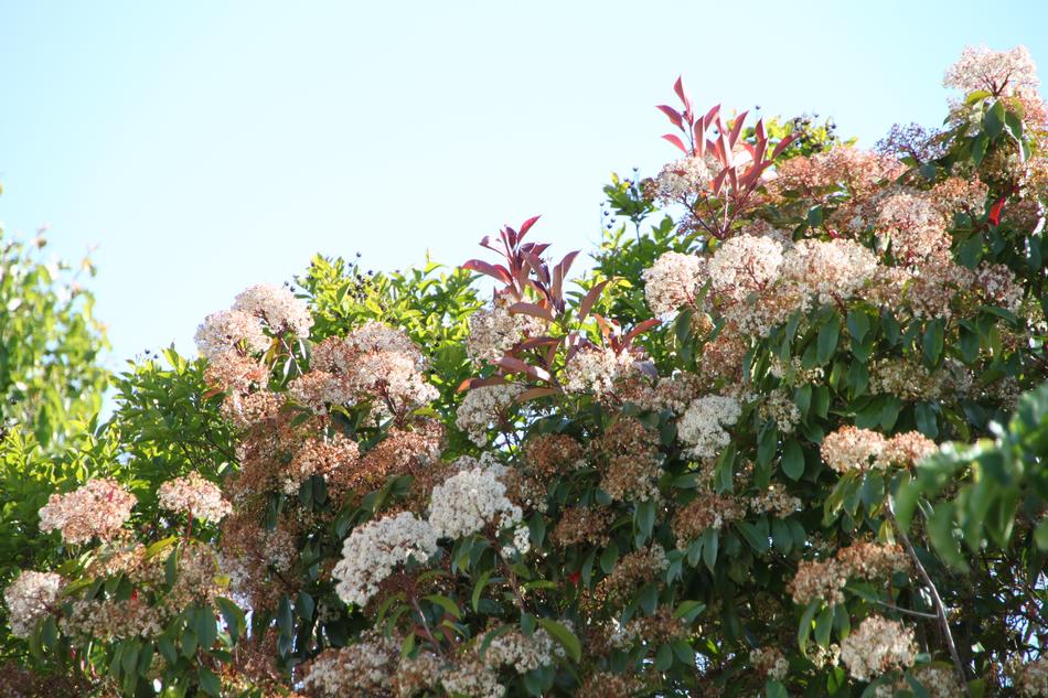 Flower Tree