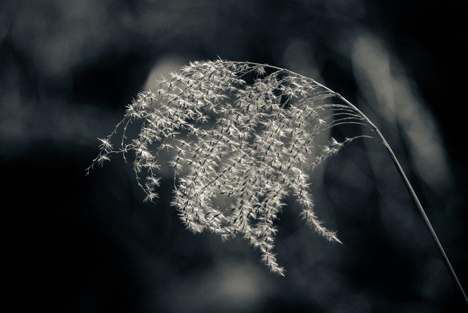 Nature Winter Pen