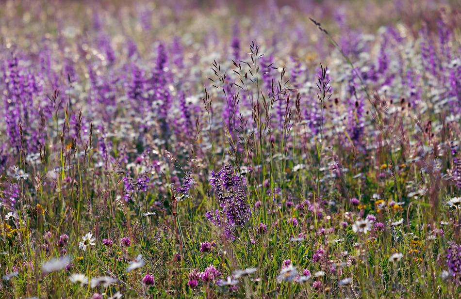 Wild Sage Bloom Color